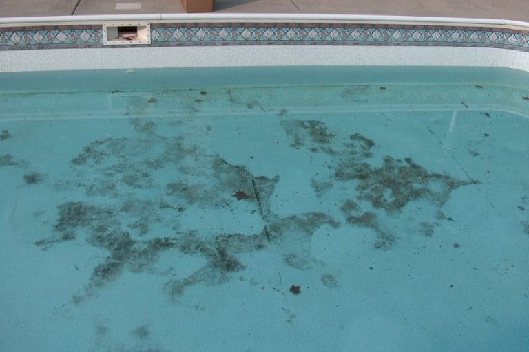 How To Treat Black Algae In A Pool? SwimmingInsider