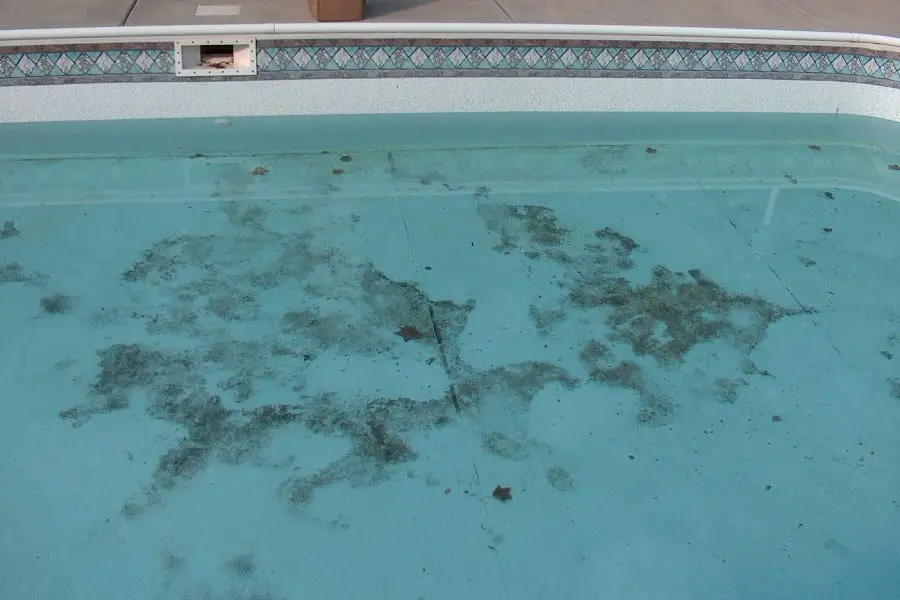 How To Treat Black Algae In a Pool?